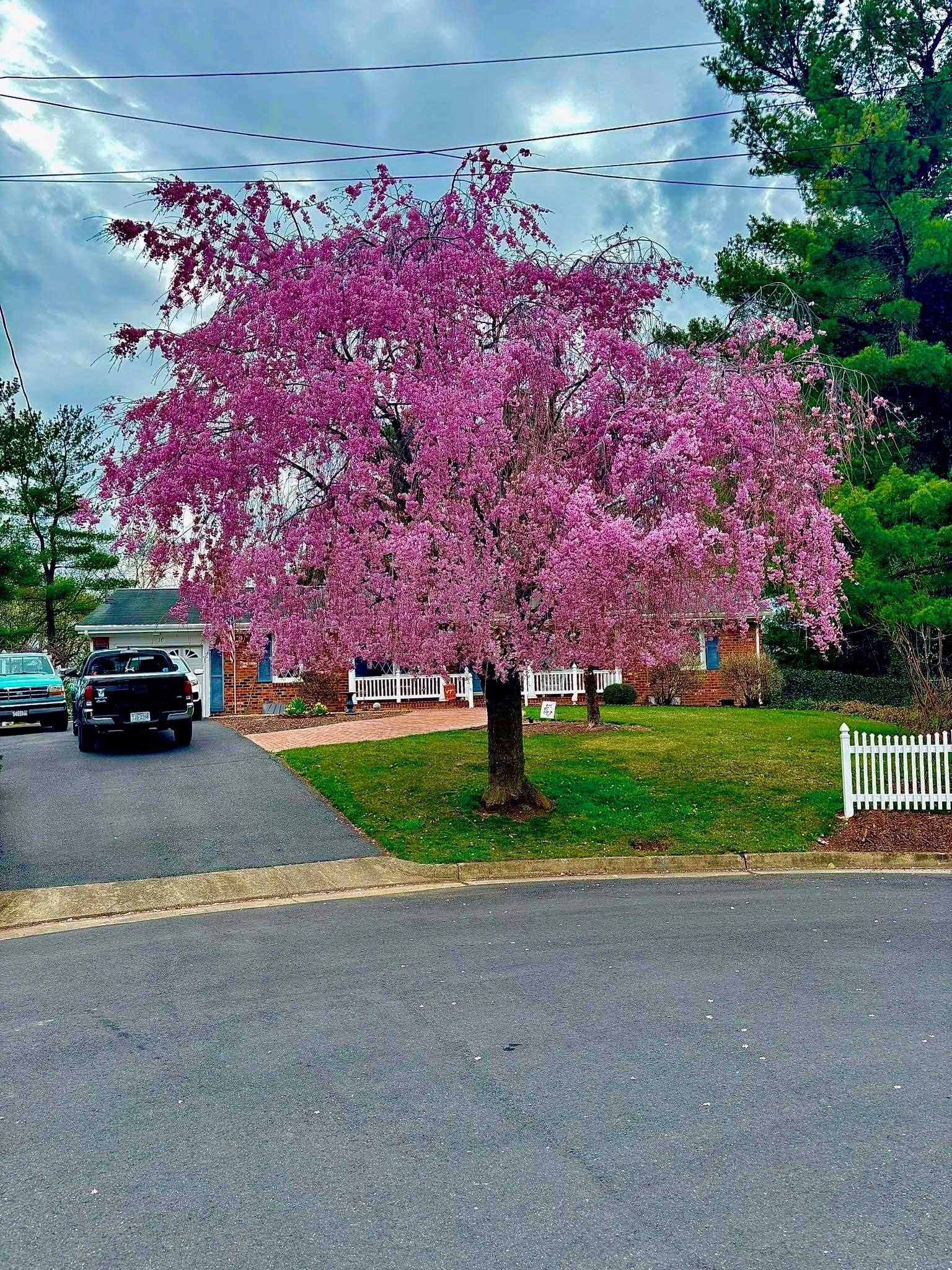 16 TAMELA CT, HARRISONBURG, Virginia 22801, 3 Bedrooms Bedrooms, ,2 BathroomsBathrooms,Residential,16 TAMELA CT,668061 MLS # 668061