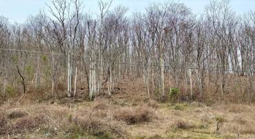 LOT 11B LUCAS HOLLOW RD, STANLEY, Virginia 22851, ,Land,For sale,LOT 11B LUCAS HOLLOW RD,VAPA2004684 MLS # VAPA2004684