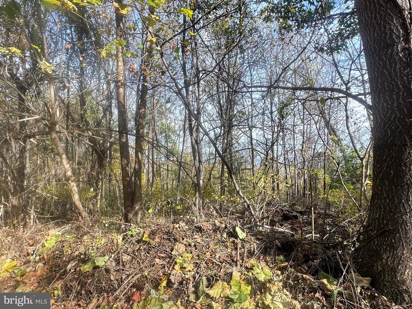 BLUERIDGE MOUNTAIN, PARIS, Virginia 20130, ,Farm,For sale,BLUERIDGE MOUNTAIN,VALO2105128 MLS # VALO2105128