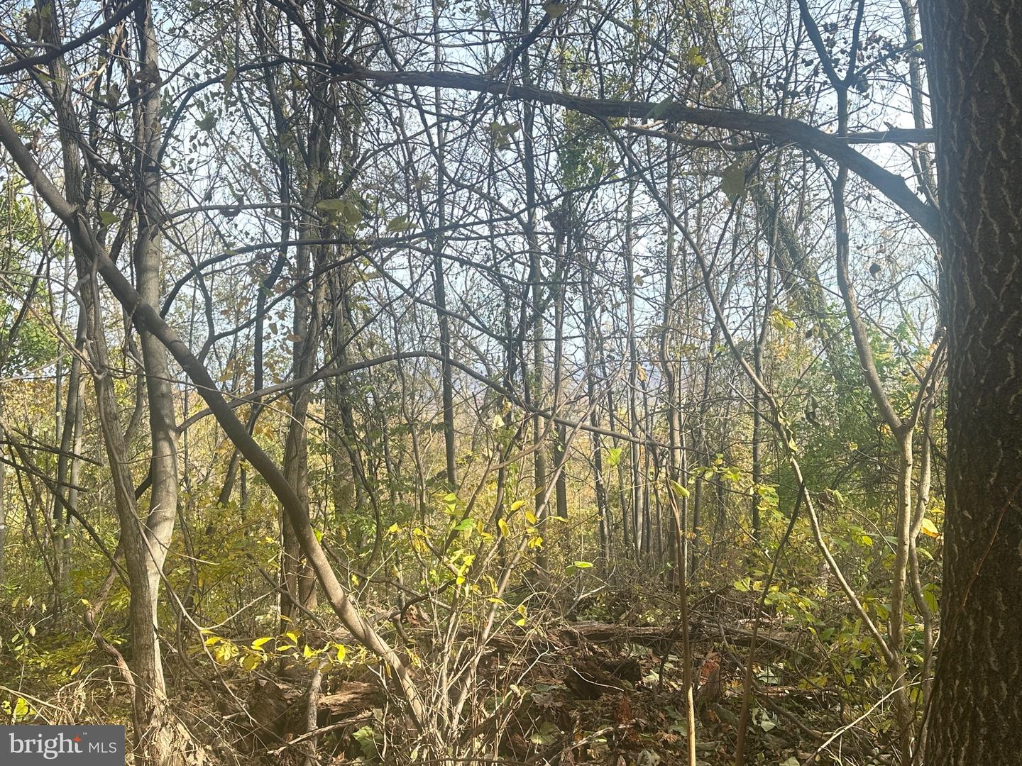 BLUERIDGE MOUNTAIN, PARIS, Virginia 20130, ,Farm,For sale,BLUERIDGE MOUNTAIN,VALO2105128 MLS # VALO2105128