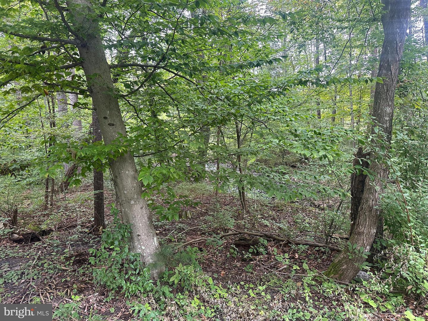 TBD VAN BUREN RD, MAURERTOWN, Virginia 22644, ,Land,For sale,TBD VAN BUREN RD,VASH2012314 MLS # VASH2012314