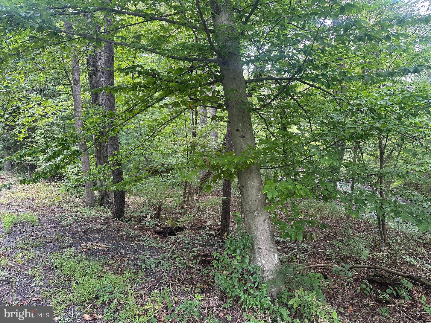 TBD VAN BUREN RD, MAURERTOWN, Virginia 22644, ,Land,For sale,TBD VAN BUREN RD,VASH2012314 MLS # VASH2012314