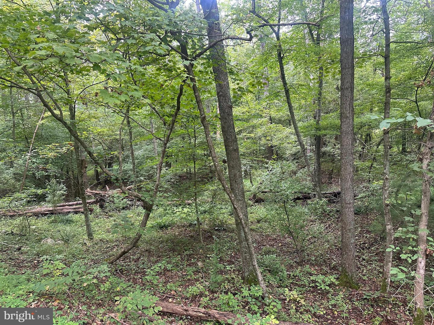 TBD VAN BUREN RD, MAURERTOWN, Virginia 22644, ,Land,For sale,TBD VAN BUREN RD,VASH2012314 MLS # VASH2012314