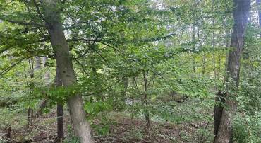 TBD VAN BUREN RD, MAURERTOWN, Virginia 22644, ,Land,For sale,TBD VAN BUREN RD,VASH2012314 MLS # VASH2012314