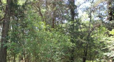 1093 AMIDSHIP DR, GREENBACKVILLE, Virginia 23356, ,Land,For sale,1093 AMIDSHIP DR,VAAC2002178 MLS # VAAC2002178