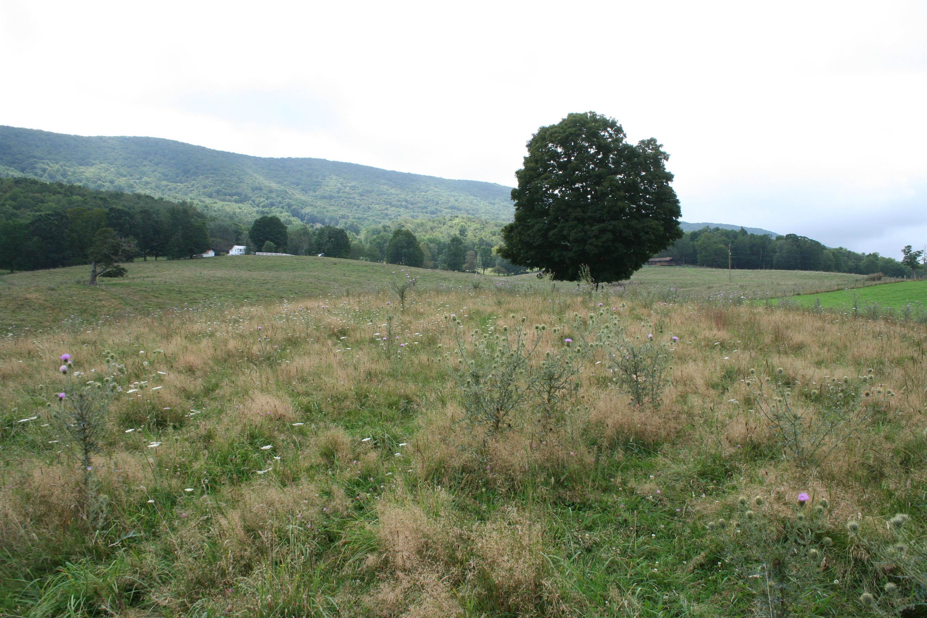 TBD MILL GAP RD, MONTEREY, Virginia 24465, ,Land,TBD MILL GAP RD,668196 MLS # 668196