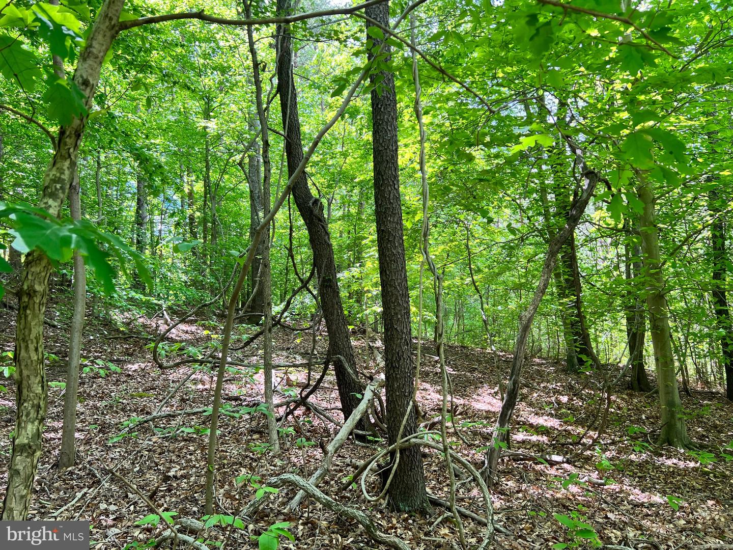 OLD COLCHESTER RD, LORTON, Virginia 22079, ,Land,For sale,OLD COLCHESTER RD,VAFX2263404 MLS # VAFX2263404