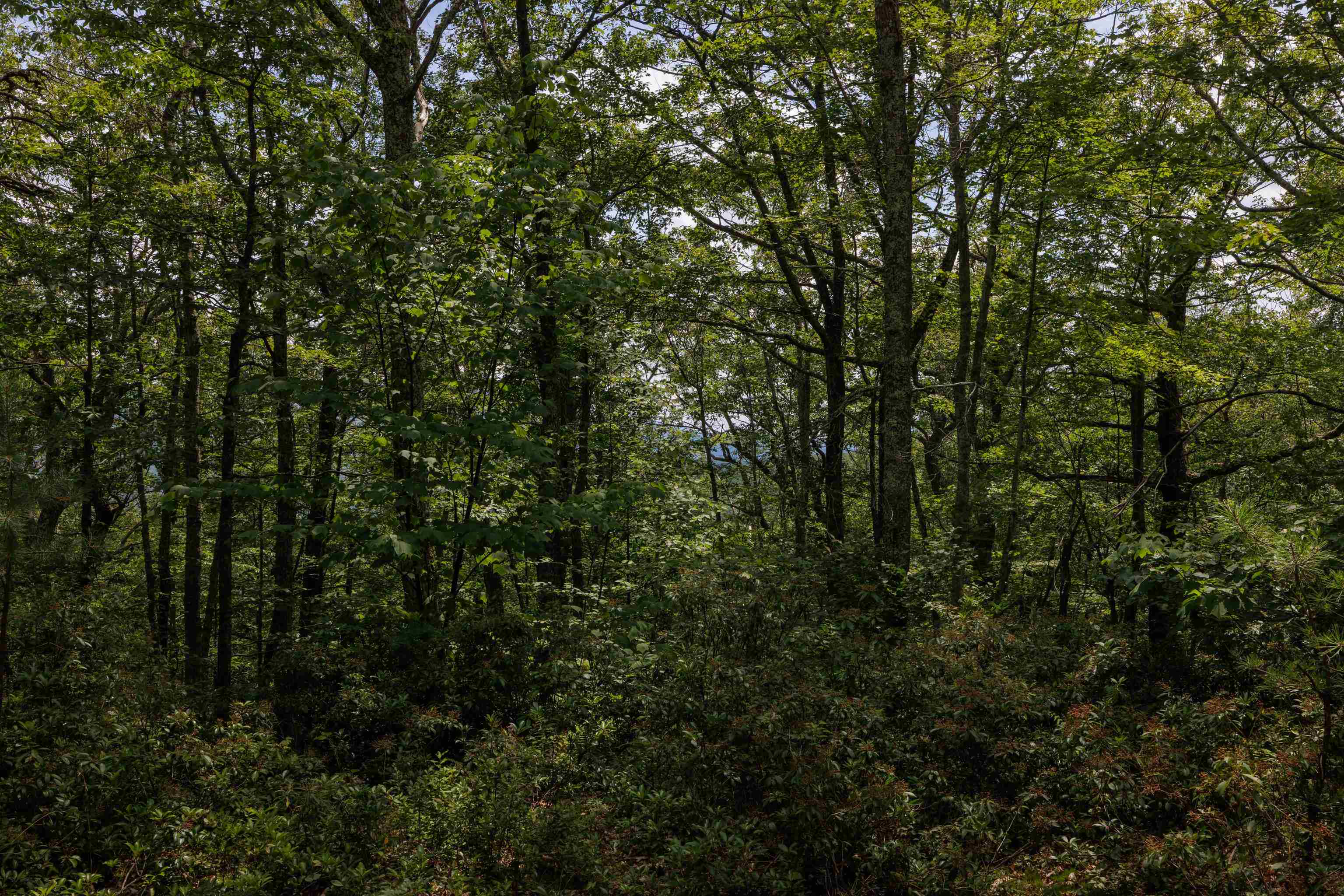 TBD HIGH VALLEY SOUTH, MONTEREY, Virginia 24465, ,Land,TBD HIGH VALLEY SOUTH,668267 MLS # 668267