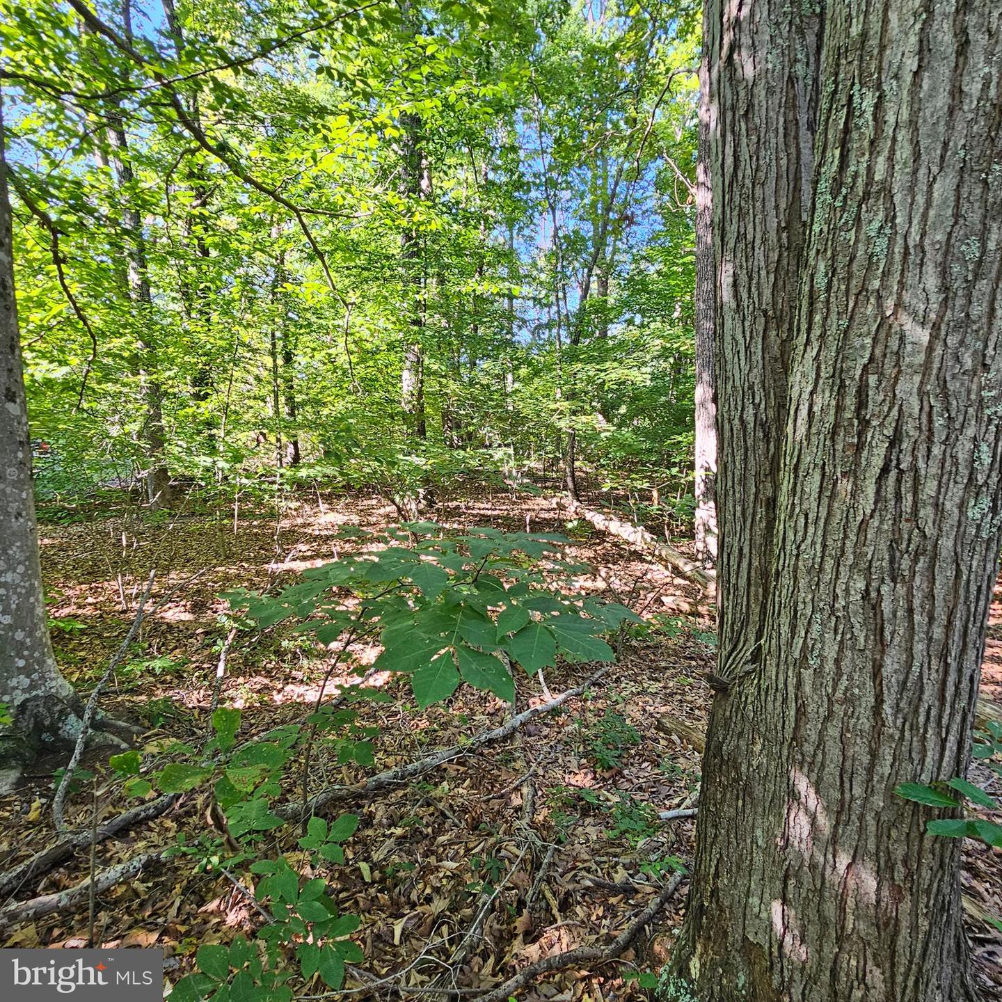 6202 BILLS RD, MINERAL, Virginia 23117, ,Land,For sale,6202 BILLS RD,VASP2027300 MLS # VASP2027300 6202 BILLS RD, MINERAL, Virginia 23117, ,Land,For sale,6202 BILLS RD,VASP2027300 MLS # VASP2027300