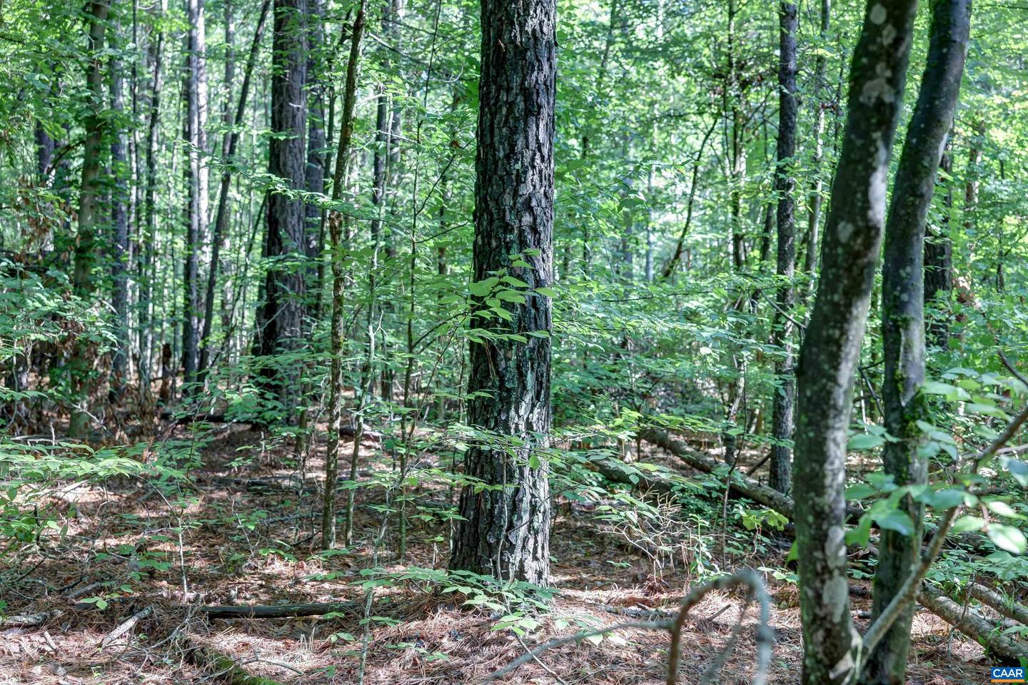 LOT C LINK EVANS LN #C, EARLYSVILLE, Virginia 22936, ,Land,For sale,LOT C LINK EVANS LN #C,668217 MLS # 668217