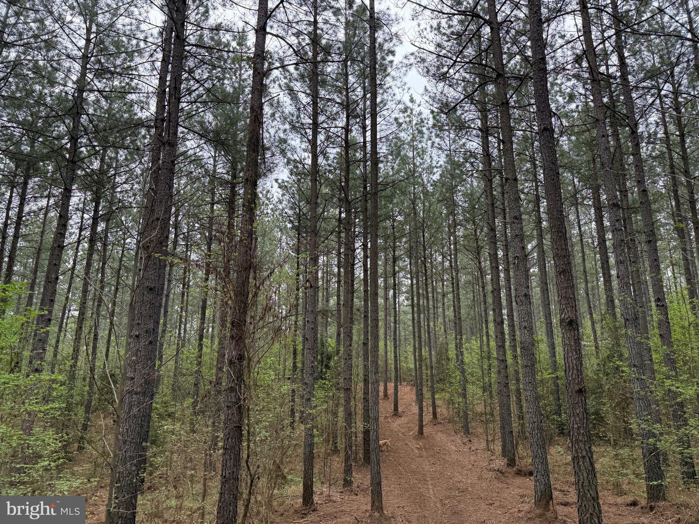 TBD 1 COVERED BRIDGE RD, KENTS STORE, Virginia 23084, ,Land,For sale,TBD 1 COVERED BRIDGE RD,VAFN2000498 MLS # VAFN2000498