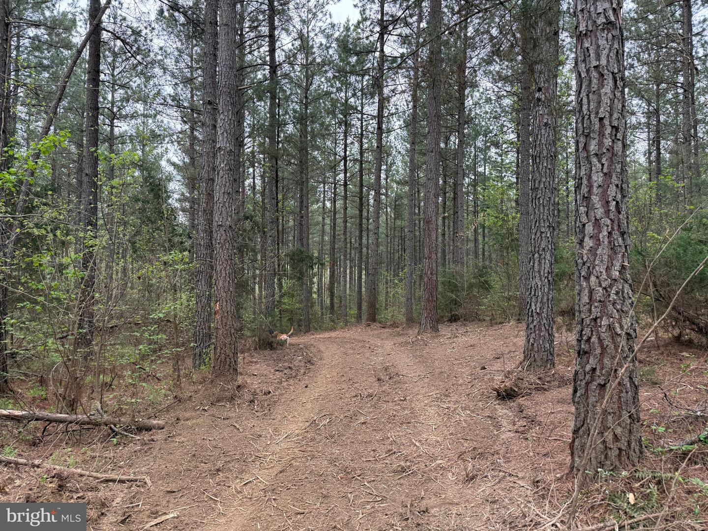 TBD 1 COVERED BRIDGE RD, KENTS STORE, Virginia 23084, ,Land,For sale,TBD 1 COVERED BRIDGE RD,VAFN2000498 MLS # VAFN2000498