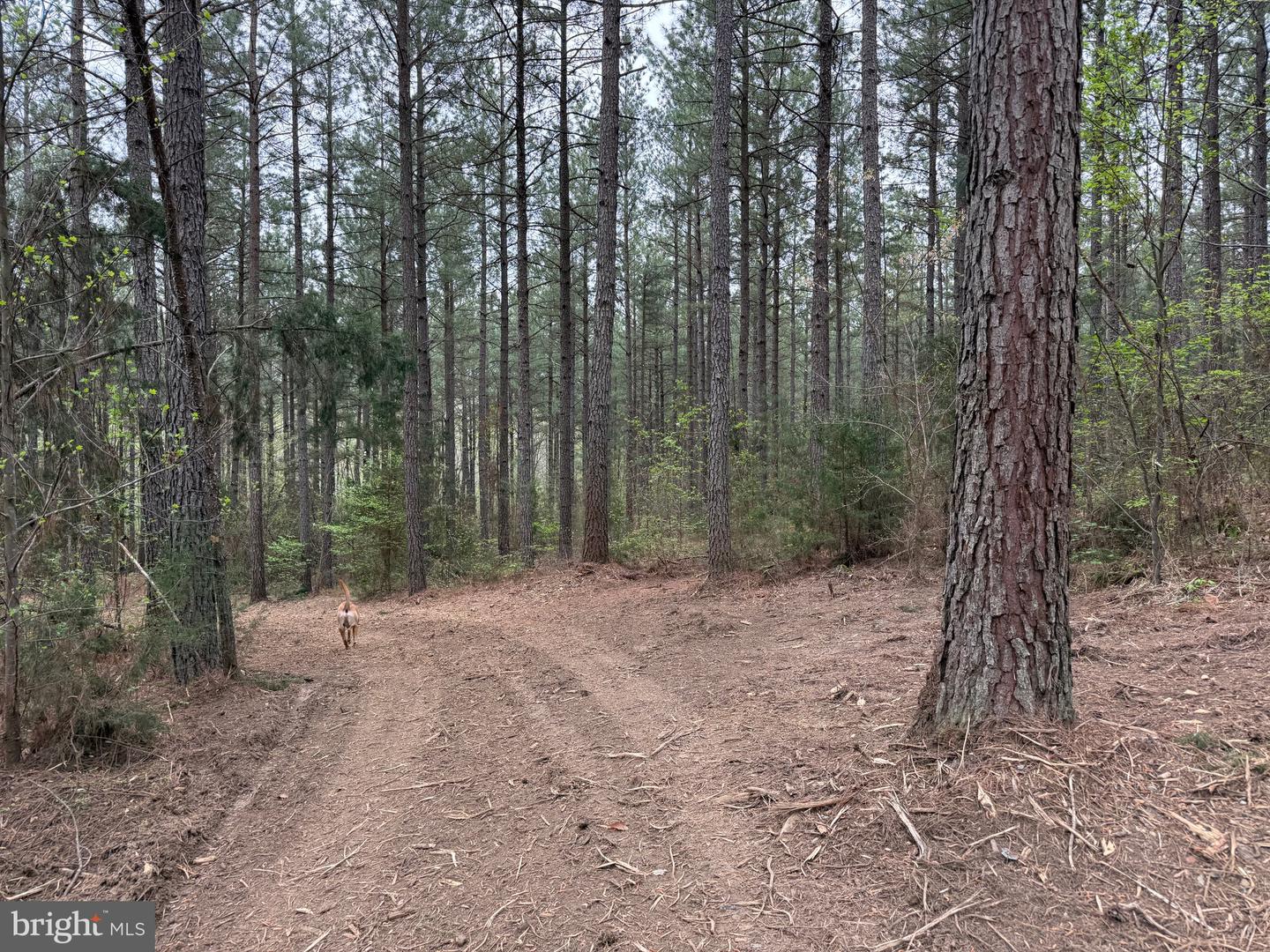 TBD 1 COVERED BRIDGE RD, KENTS STORE, Virginia 23084, ,Land,For sale,TBD 1 COVERED BRIDGE RD,VAFN2000498 MLS # VAFN2000498