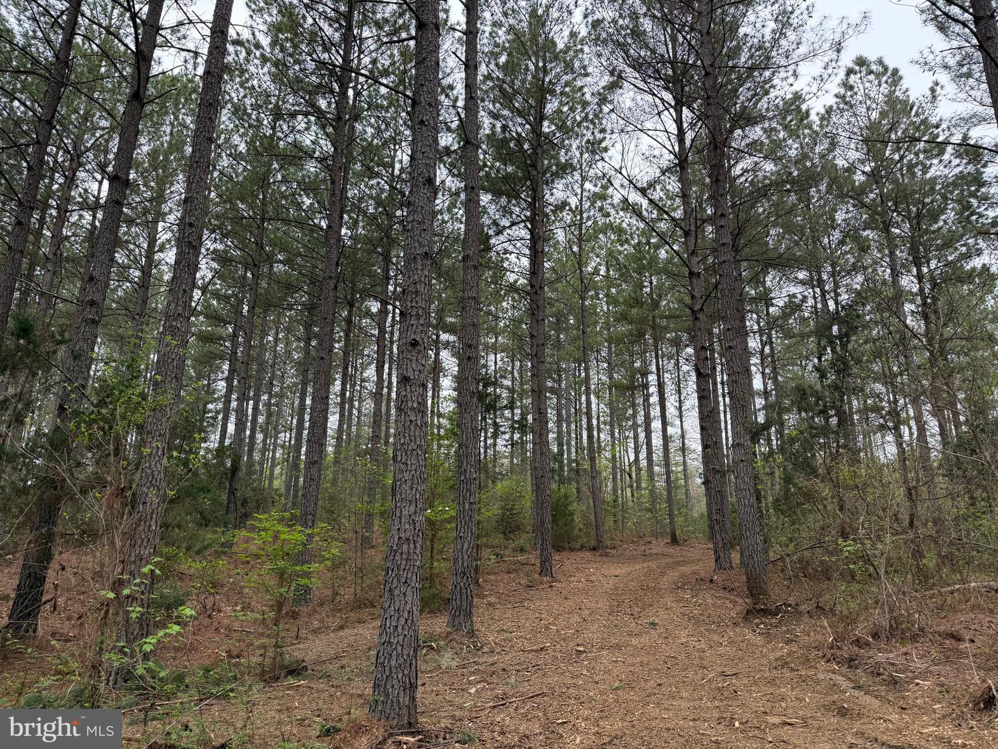 TBD 1 COVERED BRIDGE RD, KENTS STORE, Virginia 23084, ,Land,For sale,TBD 1 COVERED BRIDGE RD,VAFN2000498 MLS # VAFN2000498
