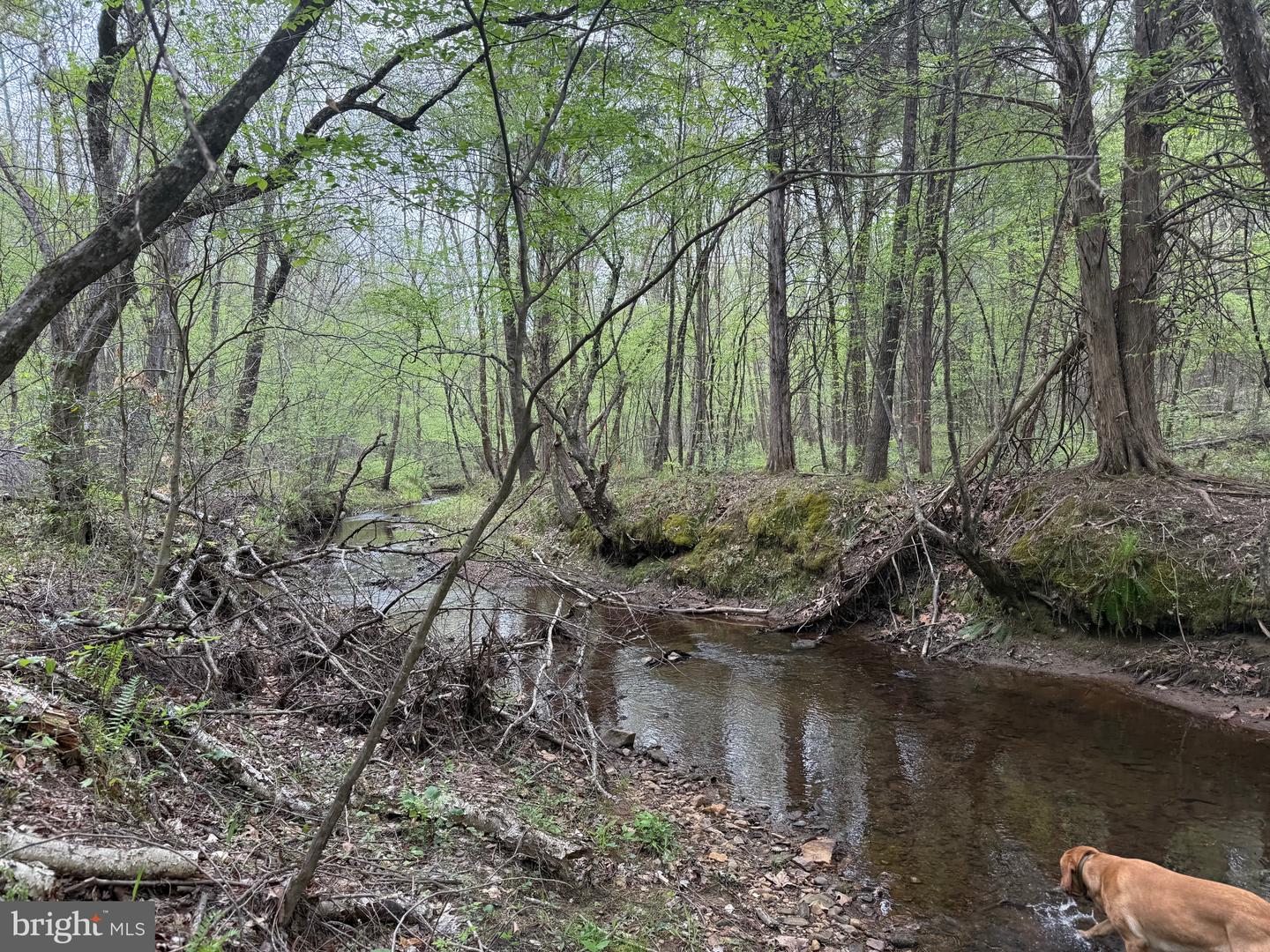 TBD 4 COVERED BRIDGE RD, KENTS STORE, Virginia 23084, ,Land,For sale,TBD 4 COVERED BRIDGE RD,VAFN2000500 MLS # VAFN2000500