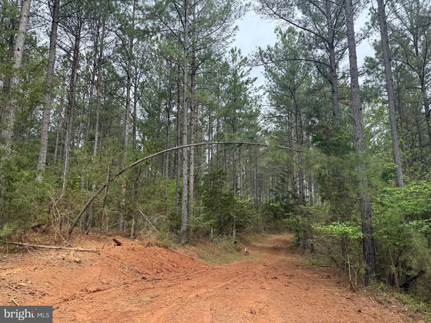 TBD 4 COVERED BRIDGE RD, KENTS STORE, Virginia 23084, ,Land,For sale,TBD 4 COVERED BRIDGE RD,VAFN2000500 MLS # VAFN2000500