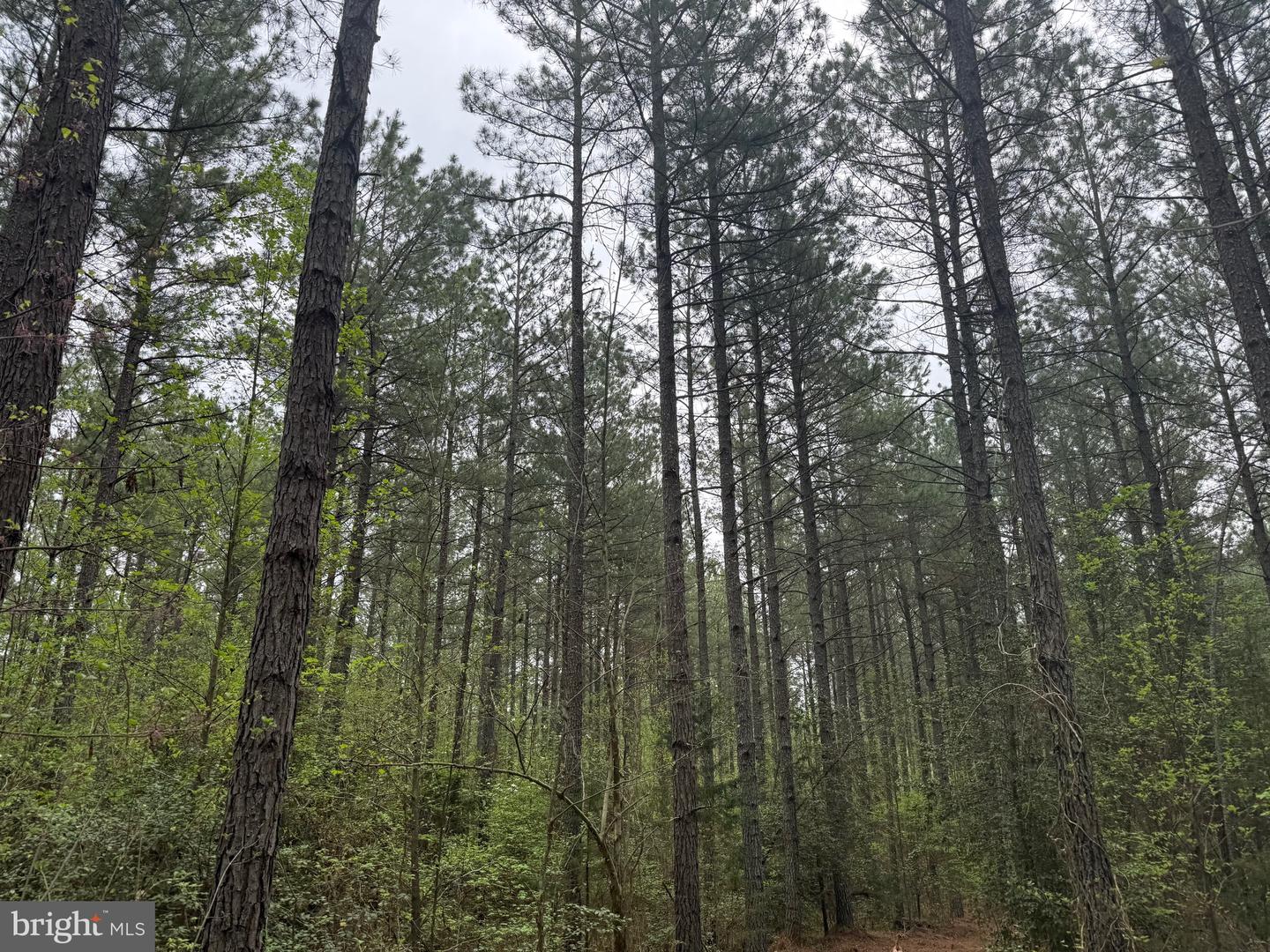 TBD 4 COVERED BRIDGE RD, KENTS STORE, Virginia 23084, ,Land,For sale,TBD 4 COVERED BRIDGE RD,VAFN2000500 MLS # VAFN2000500