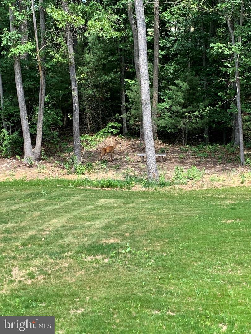 3213 OLD TANBARK ROAD, LURAY, Virginia 22835, 4 Bedrooms Bedrooms, 5 Rooms Rooms,2 BathroomsBathrooms,Residential,For sale,3213 OLD TANBARK ROAD,VAPA2005302 MLS # VAPA2005302