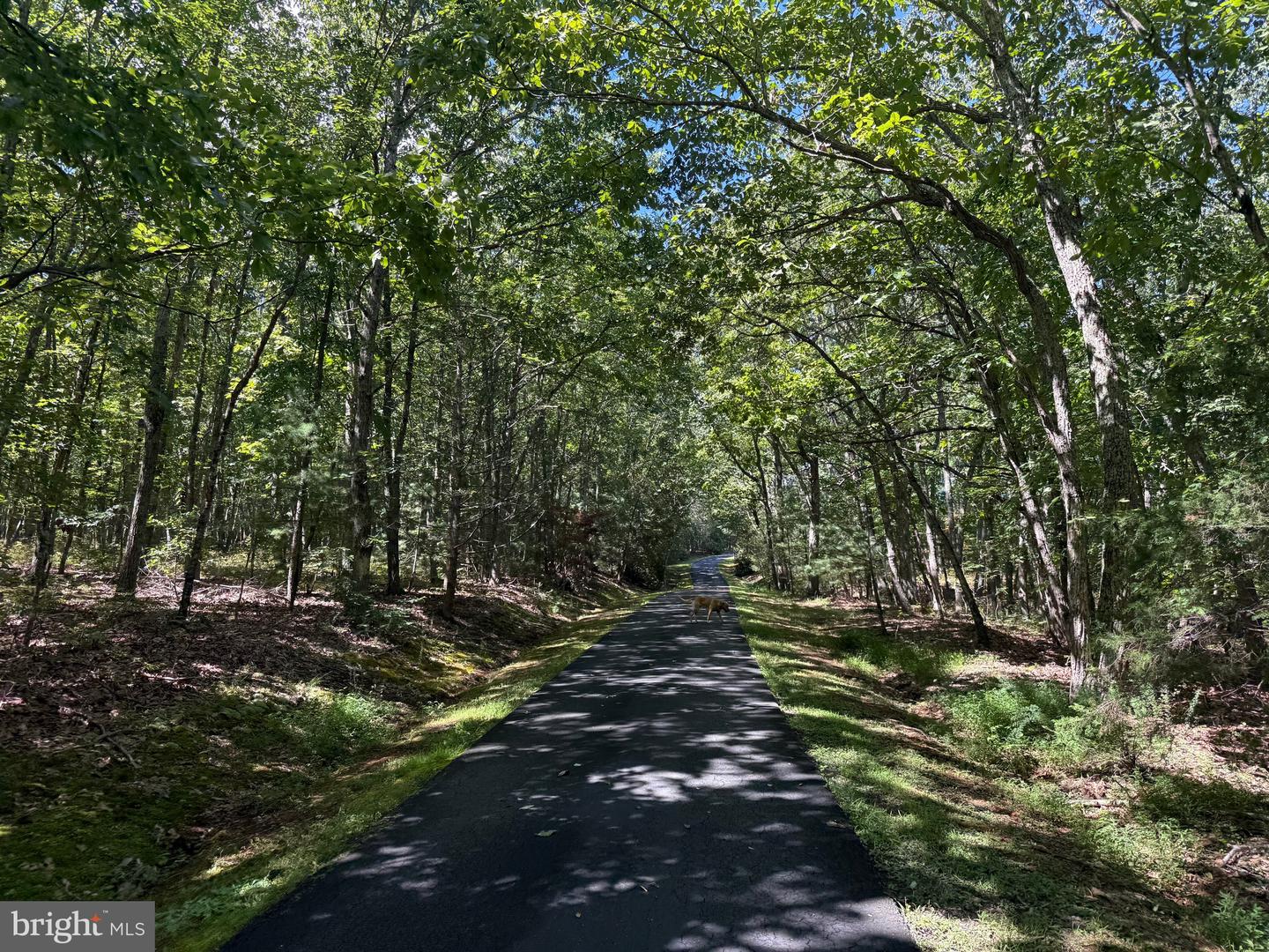 2082 LITTLE DOGWOOD ROAD, SPOUT SPRING, Virginia 24593, 2 Bedrooms Bedrooms, ,2 BathroomsBathrooms,Farm,For sale,2082 LITTLE DOGWOOD ROAD,VAAV2000034 MLS # VAAV2000034
