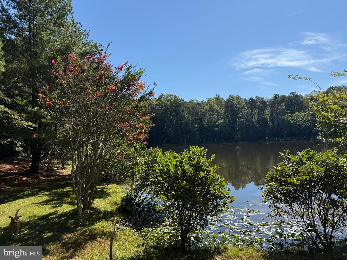 2082 LITTLE DOGWOOD ROAD, SPOUT SPRING, Virginia 24593, 2 Bedrooms Bedrooms, ,2 BathroomsBathrooms,Farm,For sale,2082 LITTLE DOGWOOD ROAD,VAAV2000034 MLS # VAAV2000034