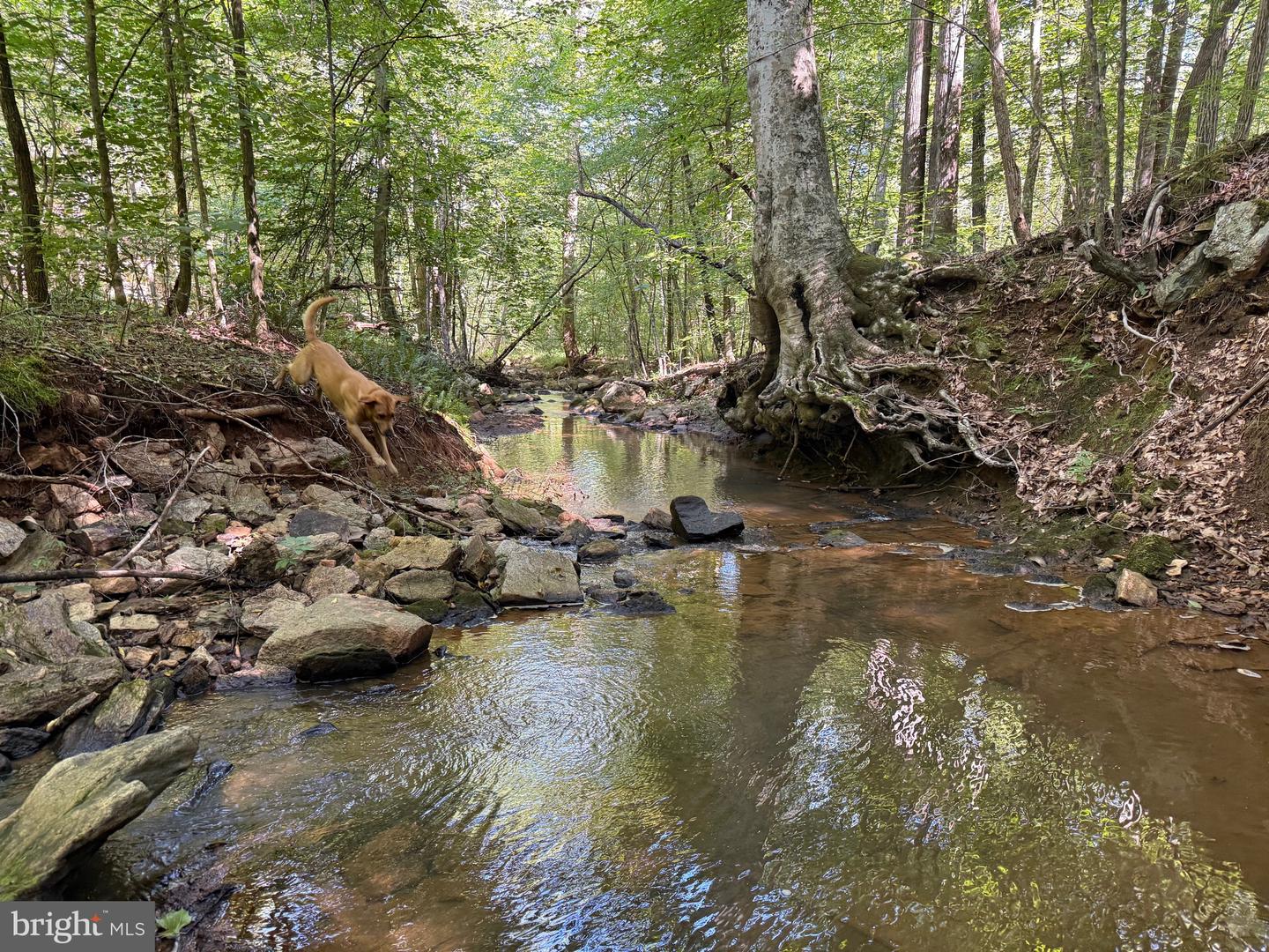 2082 LITTLE DOGWOOD ROAD, SPOUT SPRING, Virginia 24593, 2 Bedrooms Bedrooms, ,2 BathroomsBathrooms,Farm,For sale,2082 LITTLE DOGWOOD ROAD,VAAV2000034 MLS # VAAV2000034