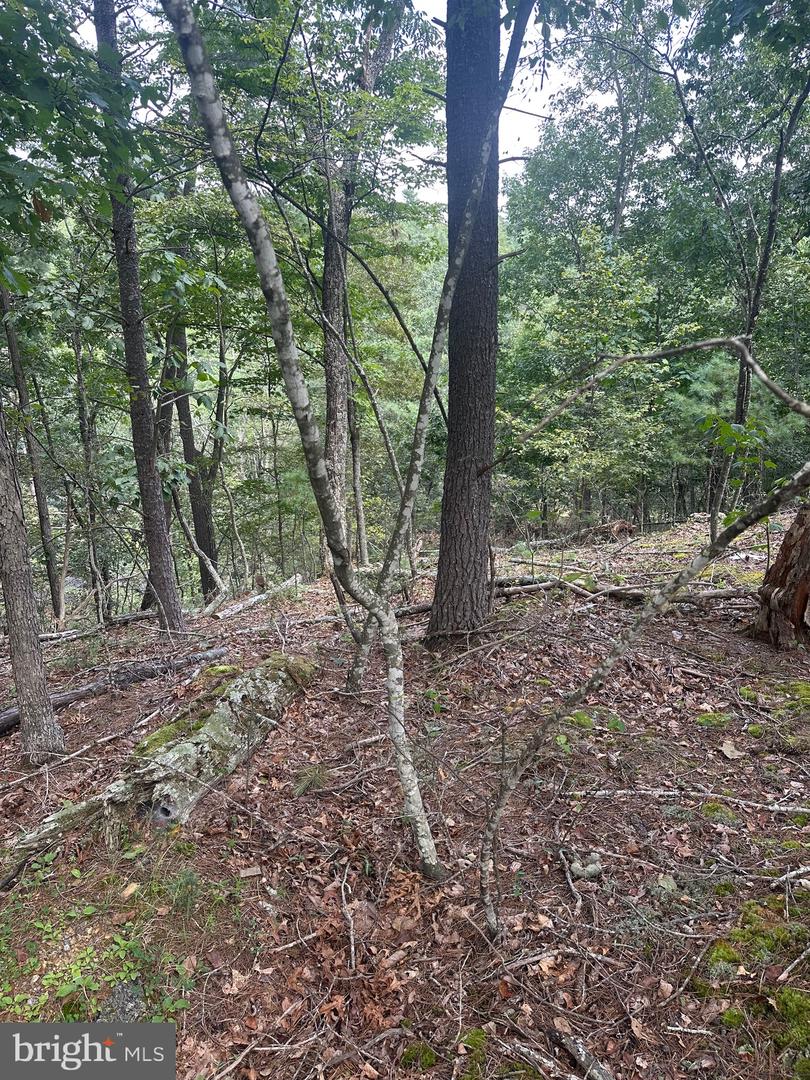 20 EWALLS RIDGE RD, BASYE, Virginia 22810, ,Land,For sale,20 EWALLS RIDGE RD,VASH2012410 MLS # VASH2012410