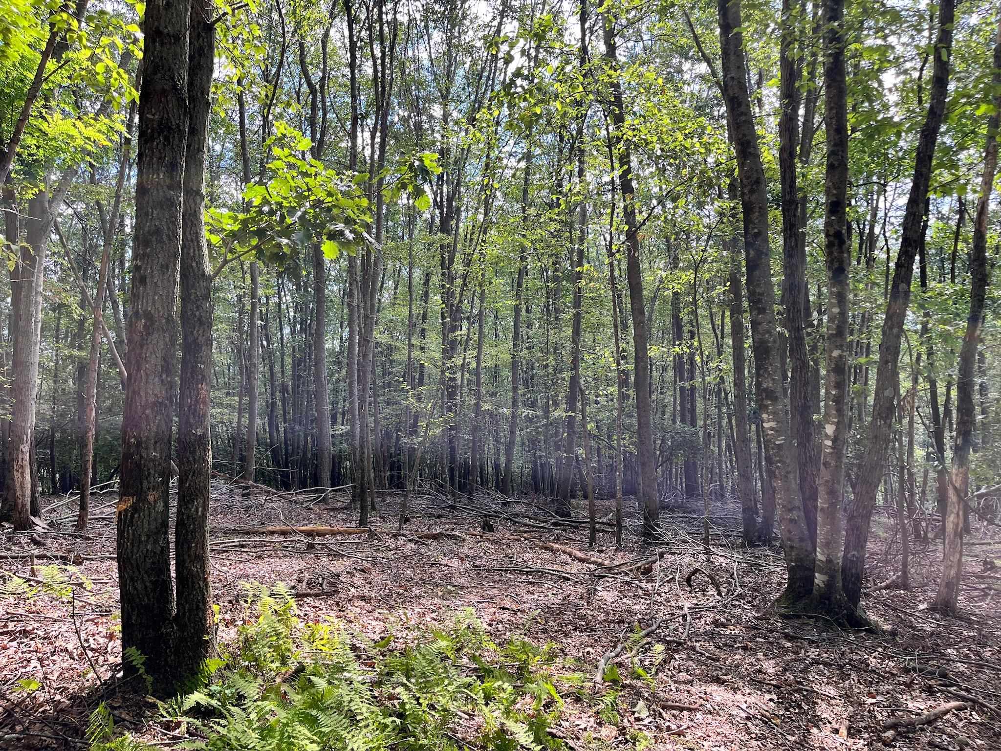.TBD DOE HILL RD, MC DOWELL, Virginia 24458, ,Land,S&M,.TBD DOE HILL RD,668548 MLS # 668548