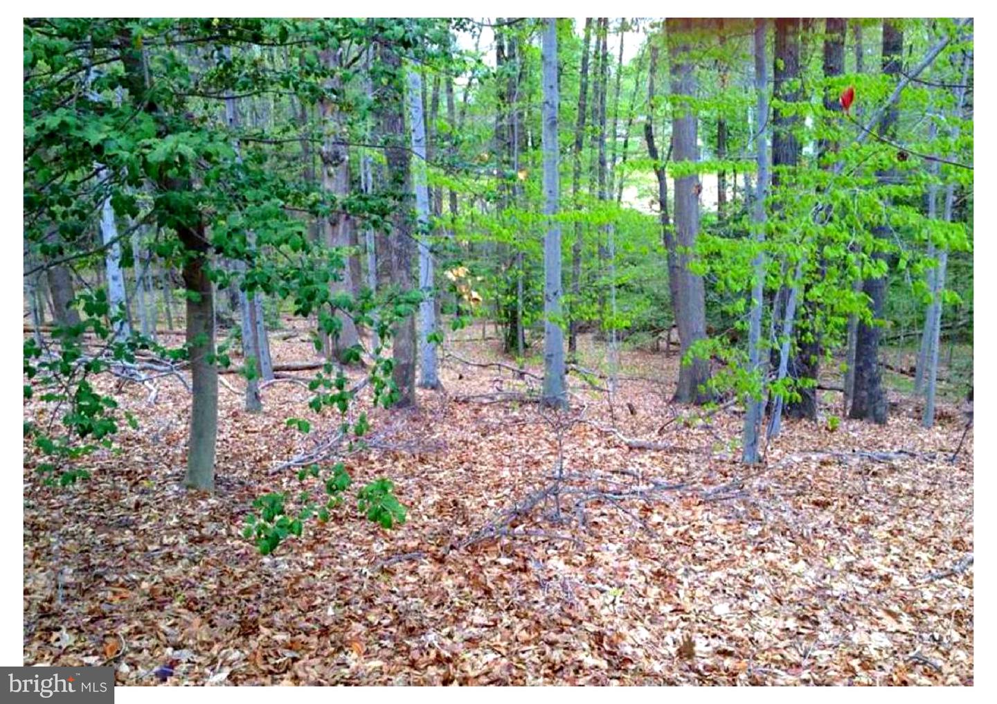 8310 UPPER SPRING LN, ANNANDALE, Virginia 22003, ,Land,For sale,8310 UPPER SPRING LN,VAFX2265010 MLS # VAFX2265010