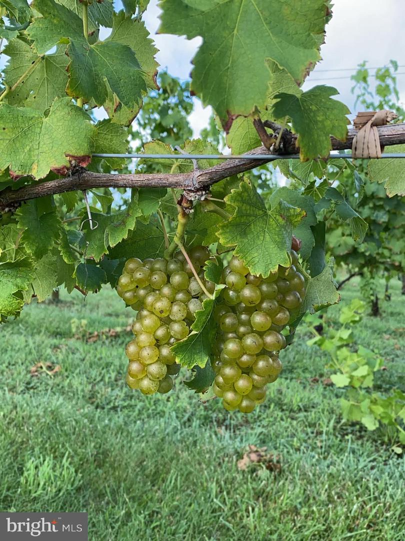 3061 HENDRICKS STORE RD, MONETA, Virginia 24121, 3 Bedrooms Bedrooms, ,4 BathroomsBathrooms,Residential,For sale,3061 HENDRICKS STORE RD,VABV2000246 MLS # VABV2000246 3061 HENDRICKS STORE RD, MONETA, Virginia 24121, 3 Bedrooms Bedrooms, ,4 BathroomsBathrooms,Residential,For sale,3061 HENDRICKS STORE RD,VABV2000246 MLS # VABV2000246