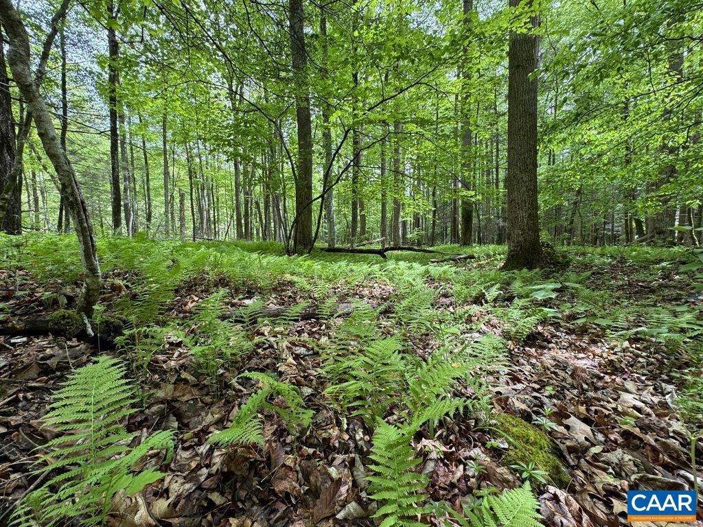 TBD STAREY DRAFT LN, WEST AUGUSTA, Virginia 24485, ,Land,For sale,TBD STAREY DRAFT LN,668791 MLS # 668791