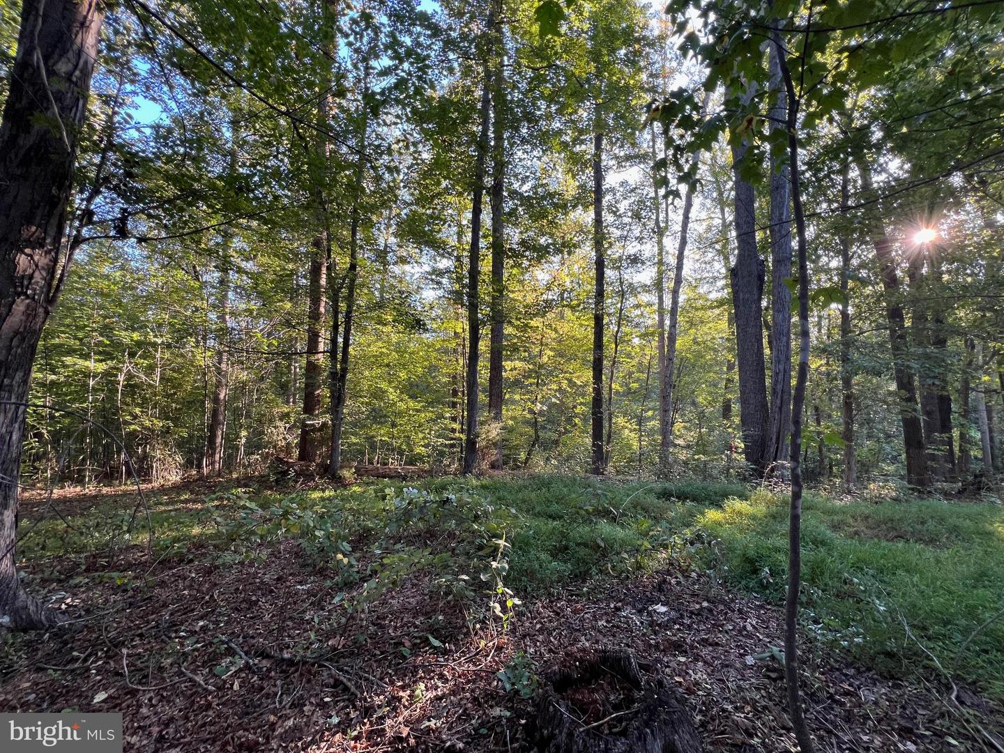 14285 WOODS VIEW LN, REVA, Virginia 22735, ,Land,For sale,14285 WOODS VIEW LN,VACU2011526 MLS # VACU2011526
