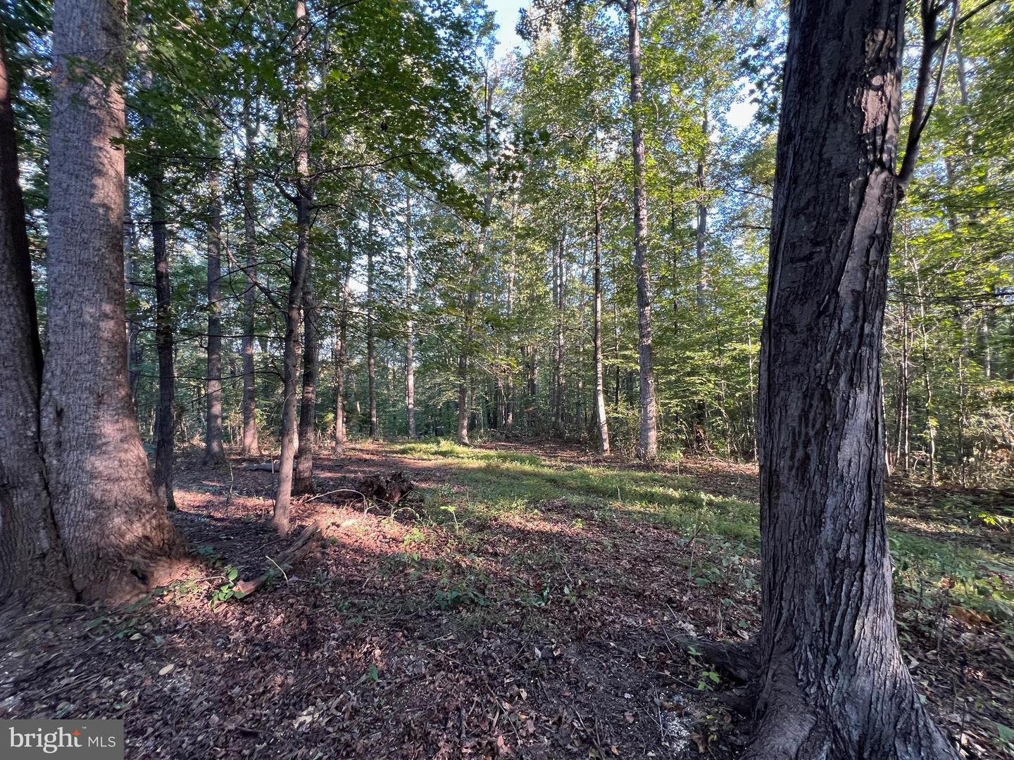 14285 WOODS VIEW LN, REVA, Virginia 22735, ,Land,For sale,14285 WOODS VIEW LN,VACU2011526 MLS # VACU2011526
