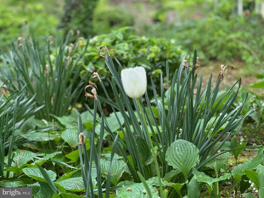 9883 BECKET CT, FAIRFAX, Virginia 22032, 4 Bedrooms Bedrooms, ,2 BathroomsBathrooms,Residential,For sale,9883 BECKET CT,VAFX2264786 MLS # VAFX2264786