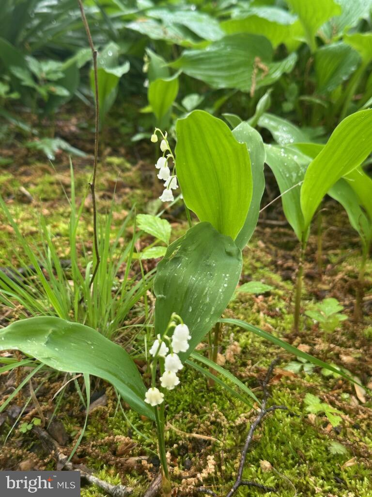 9883 BECKET CT, FAIRFAX, Virginia 22032, 4 Bedrooms Bedrooms, ,2 BathroomsBathrooms,Residential,For sale,9883 BECKET CT,VAFX2264786 MLS # VAFX2264786