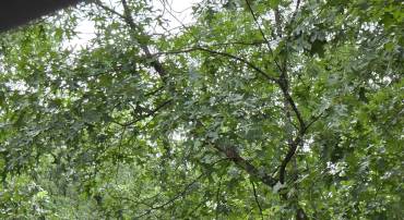 0 LERNER LN, BASYE, Virginia 22810, ,Land,0 LERNER LN,668833 MLS # 668833