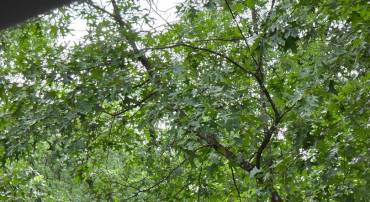 0 LERNER LN, BASYE, Virginia 22810, ,Land,For sale,0 LERNER LN,VASH2012510 MLS # VASH2012510