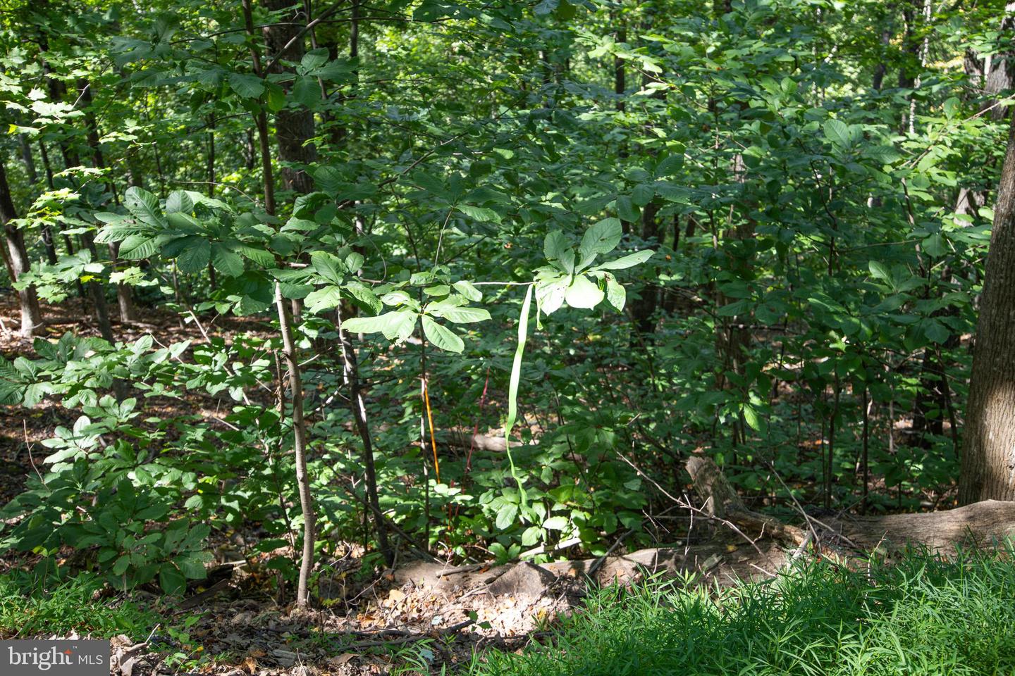 LOT 26 MASSANUTTEN MOUNTAIN DR, FRONT ROYAL, Virginia 22630, ,Land,For sale,LOT 26 MASSANUTTEN MOUNTAIN DR,VAWR2012242 MLS # VAWR2012242