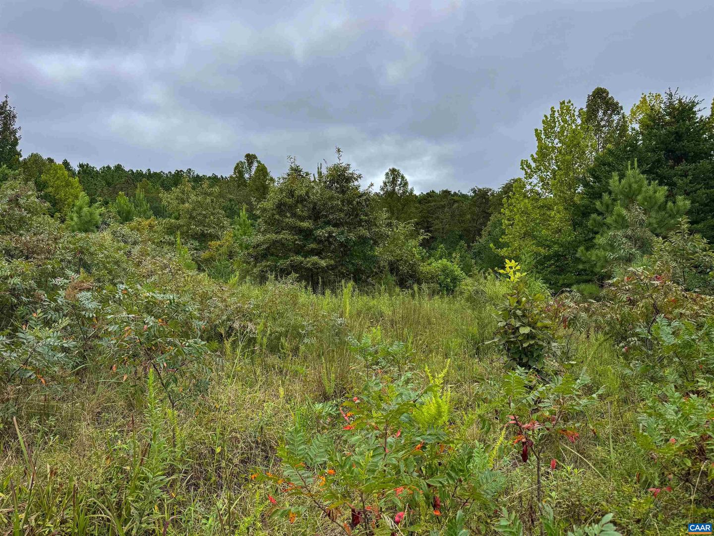 TBA OLD GREEN MOUNTAIN RD #00500, ESMONT, Virginia 22937, ,Farm,For sale,TBA OLD GREEN MOUNTAIN RD #00500,668925 MLS # 668925