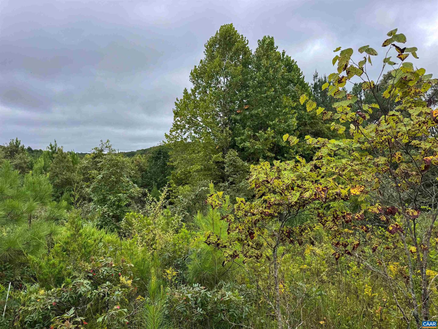 TBA OLD GREEN MOUNTAIN RD #00500, ESMONT, Virginia 22937, ,Farm,For sale,TBA OLD GREEN MOUNTAIN RD #00500,668925 MLS # 668925