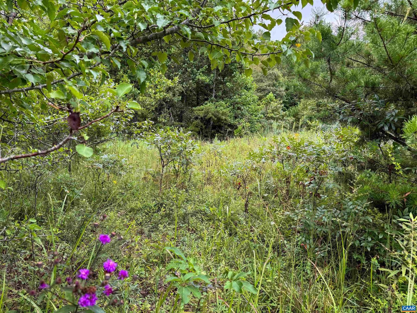TBA OLD GREEN MOUNTAIN RD #00500, ESMONT, Virginia 22937, ,Farm,For sale,TBA OLD GREEN MOUNTAIN RD #00500,668925 MLS # 668925