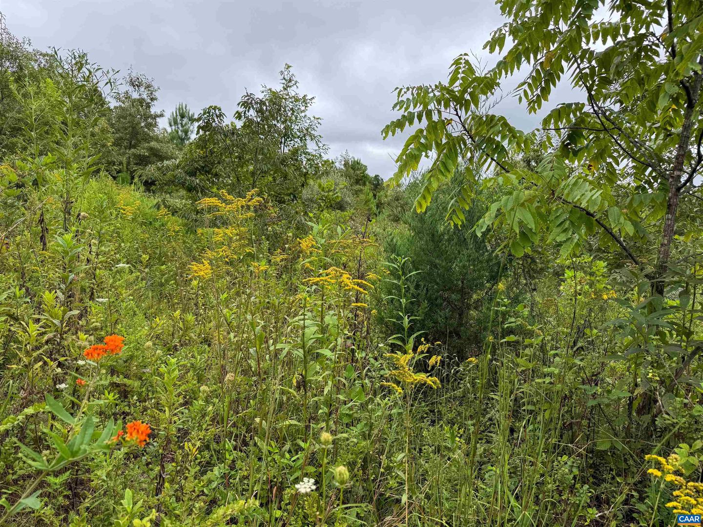 TBA OLD GREEN MOUNTAIN RD #00500, ESMONT, Virginia 22937, ,Farm,For sale,TBA OLD GREEN MOUNTAIN RD #00500,668925 MLS # 668925