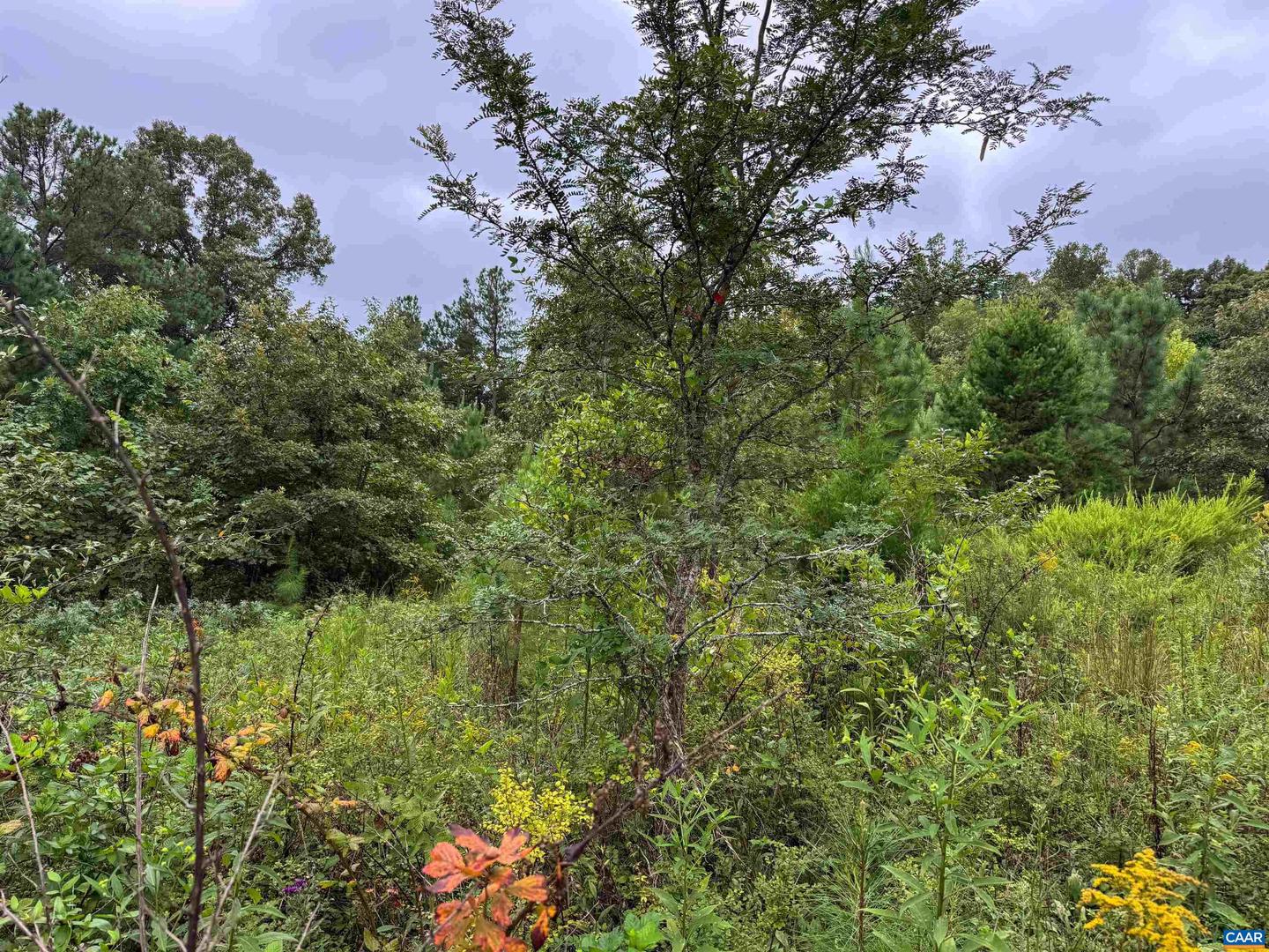 TBA OLD GREEN MOUNTAIN RD #00500, ESMONT, Virginia 22937, ,Farm,For sale,TBA OLD GREEN MOUNTAIN RD #00500,668925 MLS # 668925