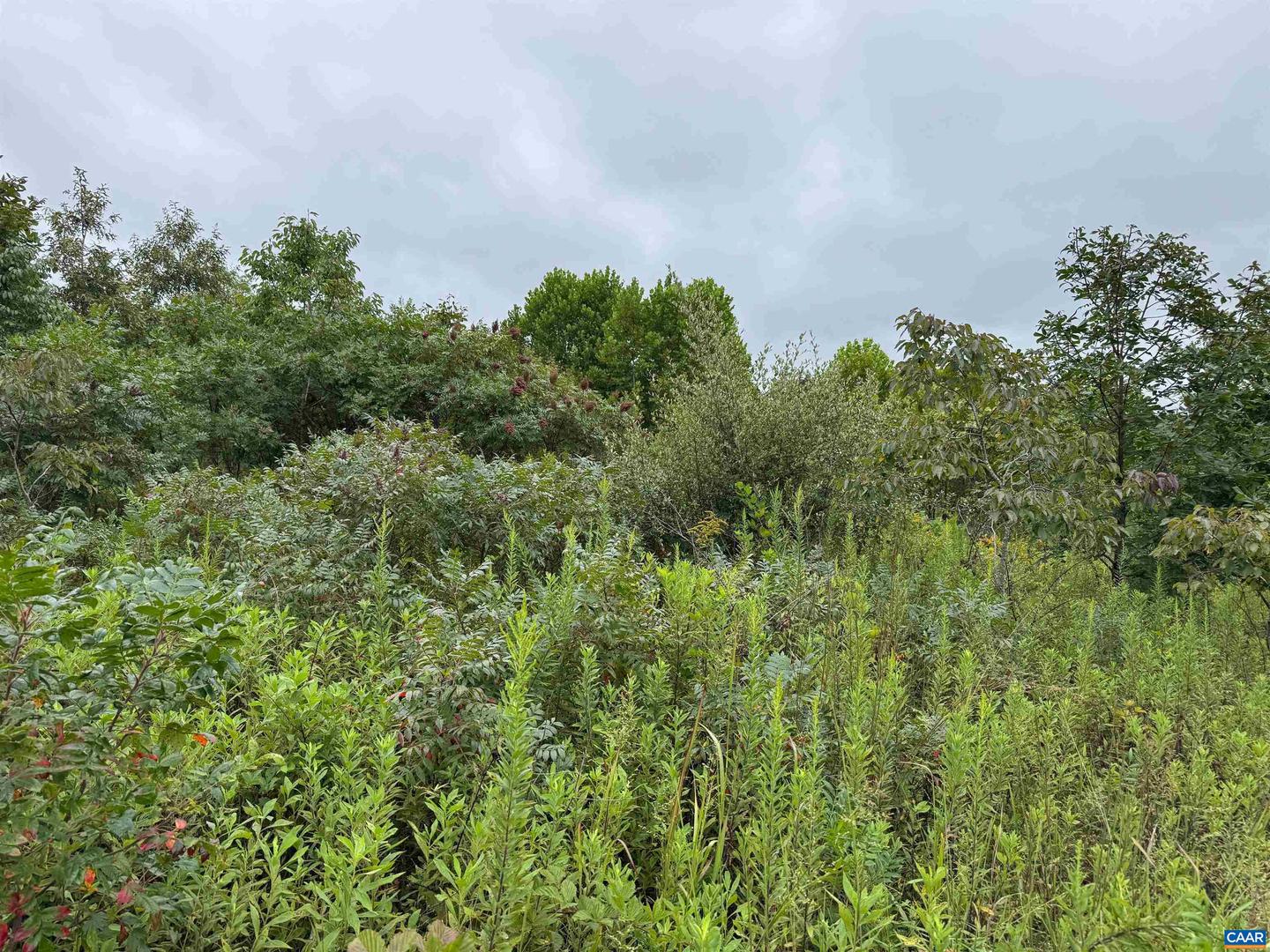 TBA OLD GREEN MOUNTAIN RD #00500, ESMONT, Virginia 22937, ,Farm,For sale,TBA OLD GREEN MOUNTAIN RD #00500,668925 MLS # 668925