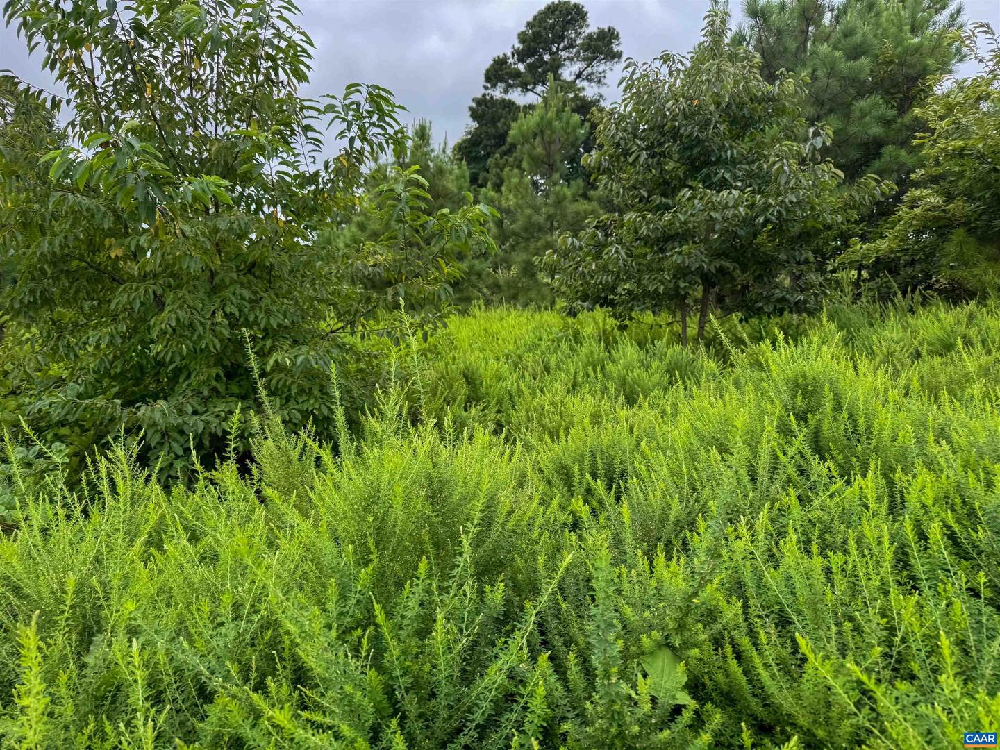 TBA OLD GREEN MOUNTAIN RD #00500, ESMONT, Virginia 22937, ,Farm,For sale,TBA OLD GREEN MOUNTAIN RD #00500,668925 MLS # 668925