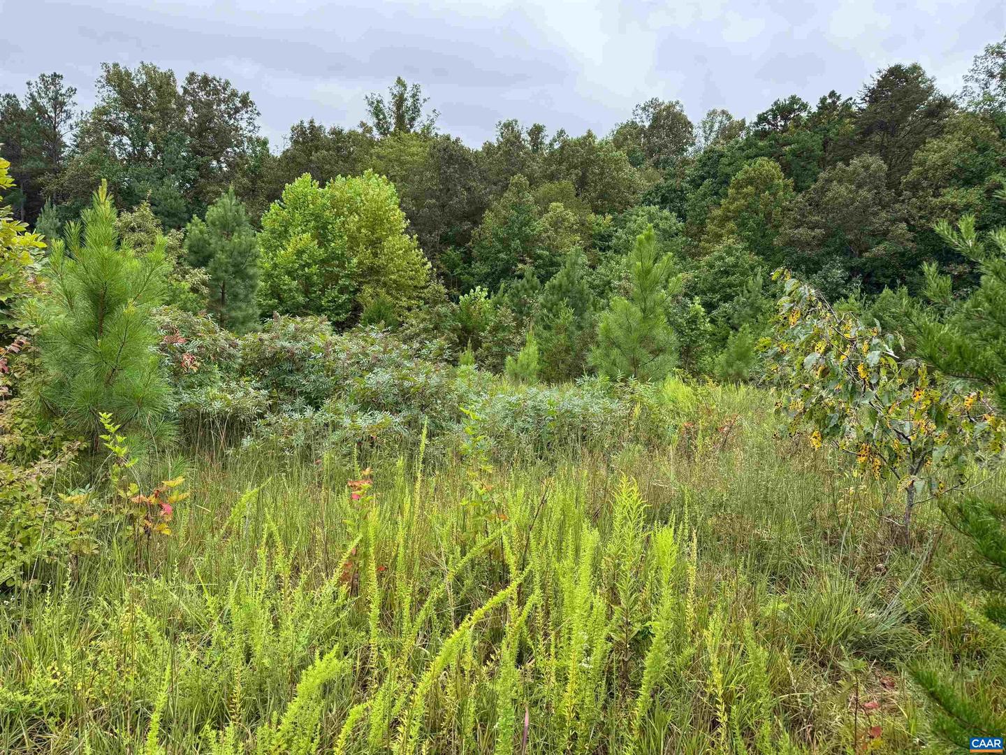 TBA OLD GREEN MOUNTAIN RD #00500, ESMONT, Virginia 22937, ,Farm,For sale,TBA OLD GREEN MOUNTAIN RD #00500,668925 MLS # 668925