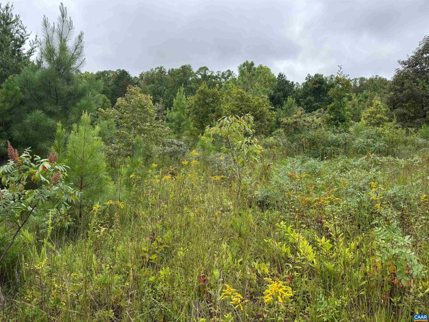 TBA OLD GREEN MOUNTAIN RD #00500, ESMONT, Virginia 22937, ,Farm,For sale,TBA OLD GREEN MOUNTAIN RD #00500,668925 MLS # 668925