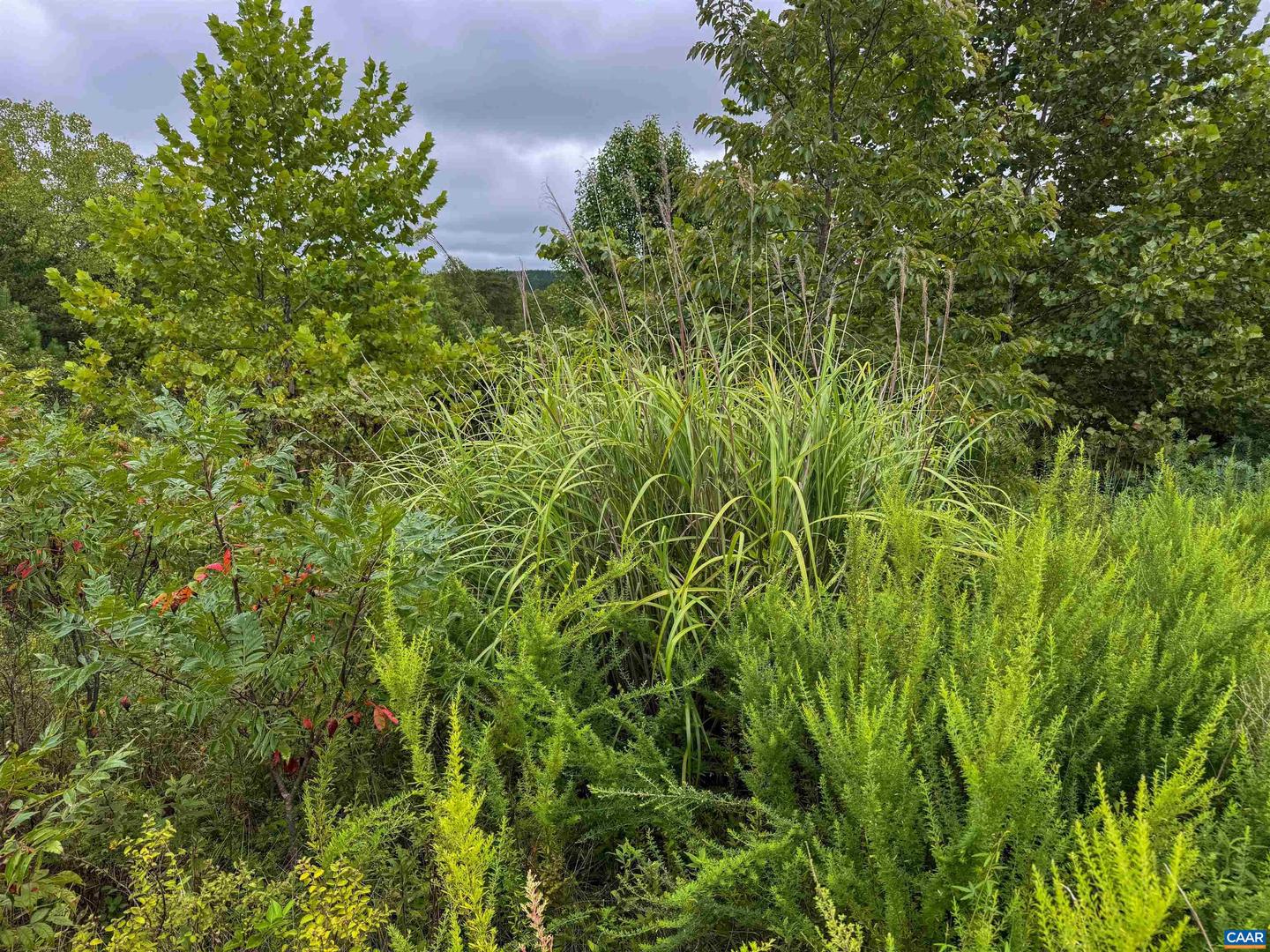 TBA OLD GREEN MOUNTAIN RD #00500, ESMONT, Virginia 22937, ,Farm,For sale,TBA OLD GREEN MOUNTAIN RD #00500,668925 MLS # 668925