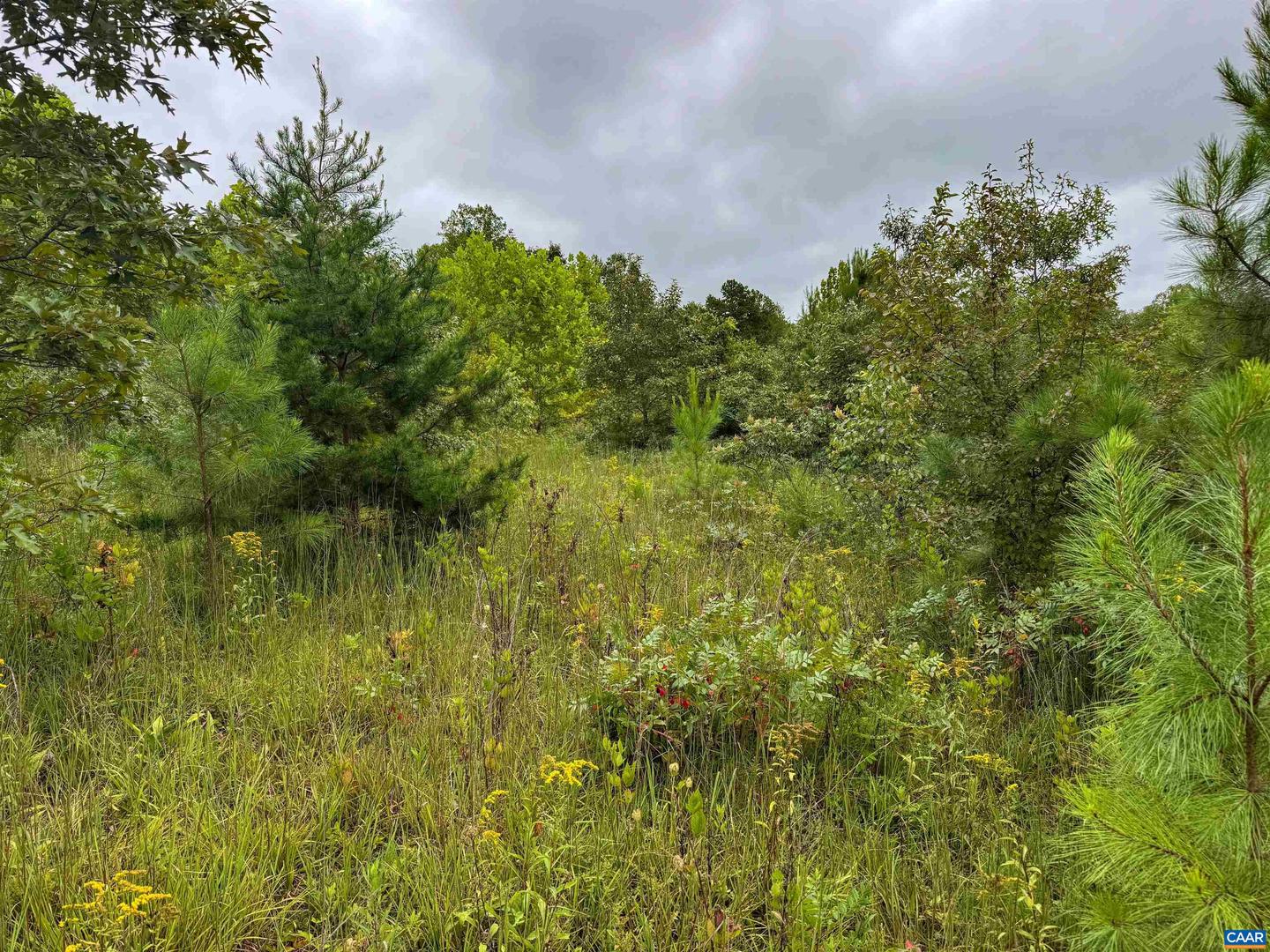TBA OLD GREEN MOUNTAIN RD #00500, ESMONT, Virginia 22937, ,Farm,For sale,TBA OLD GREEN MOUNTAIN RD #00500,668925 MLS # 668925