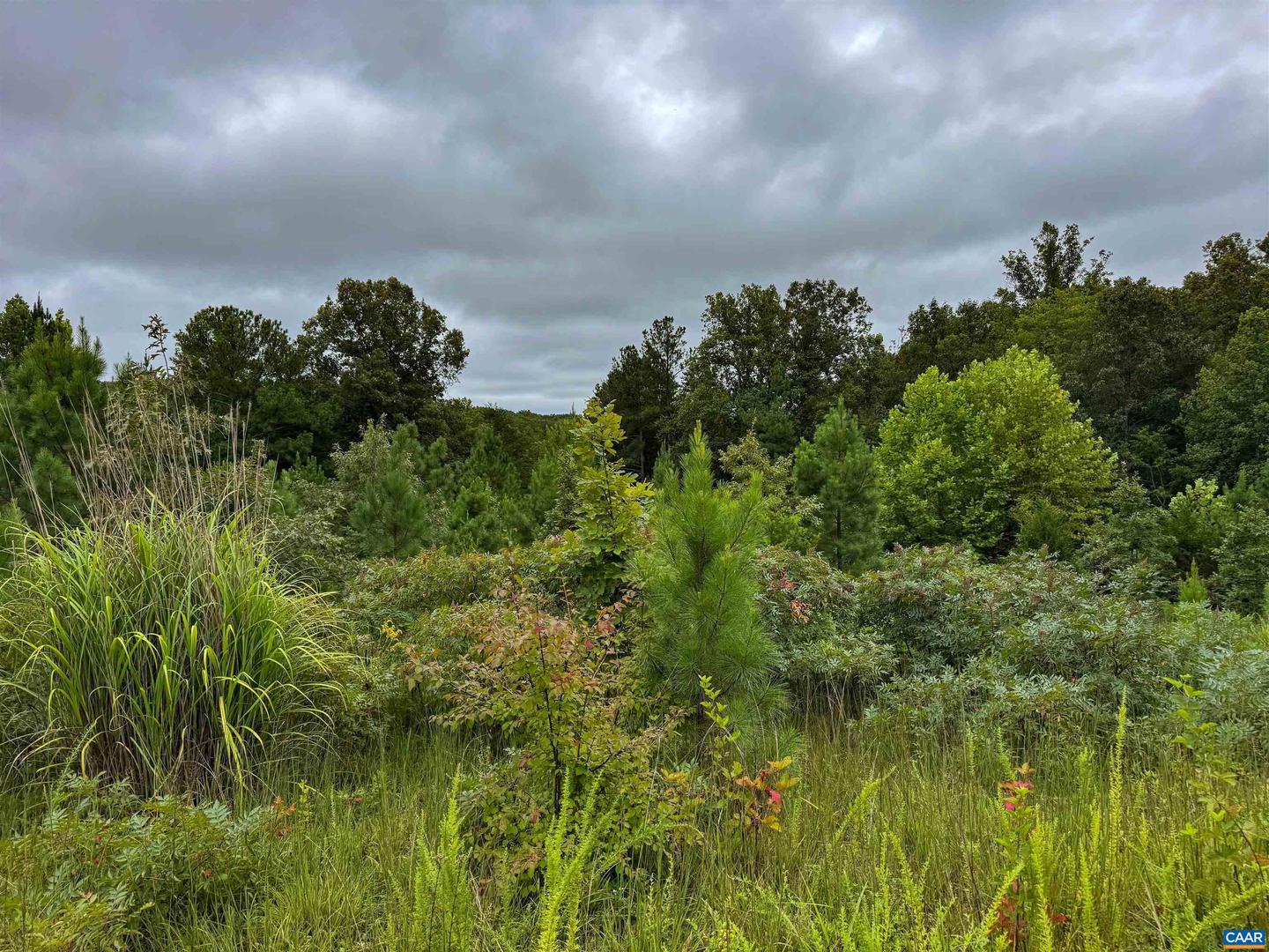 TBA OLD GREEN MOUNTAIN RD #00500, ESMONT, Virginia 22937, ,Farm,For sale,TBA OLD GREEN MOUNTAIN RD #00500,668925 MLS # 668925
