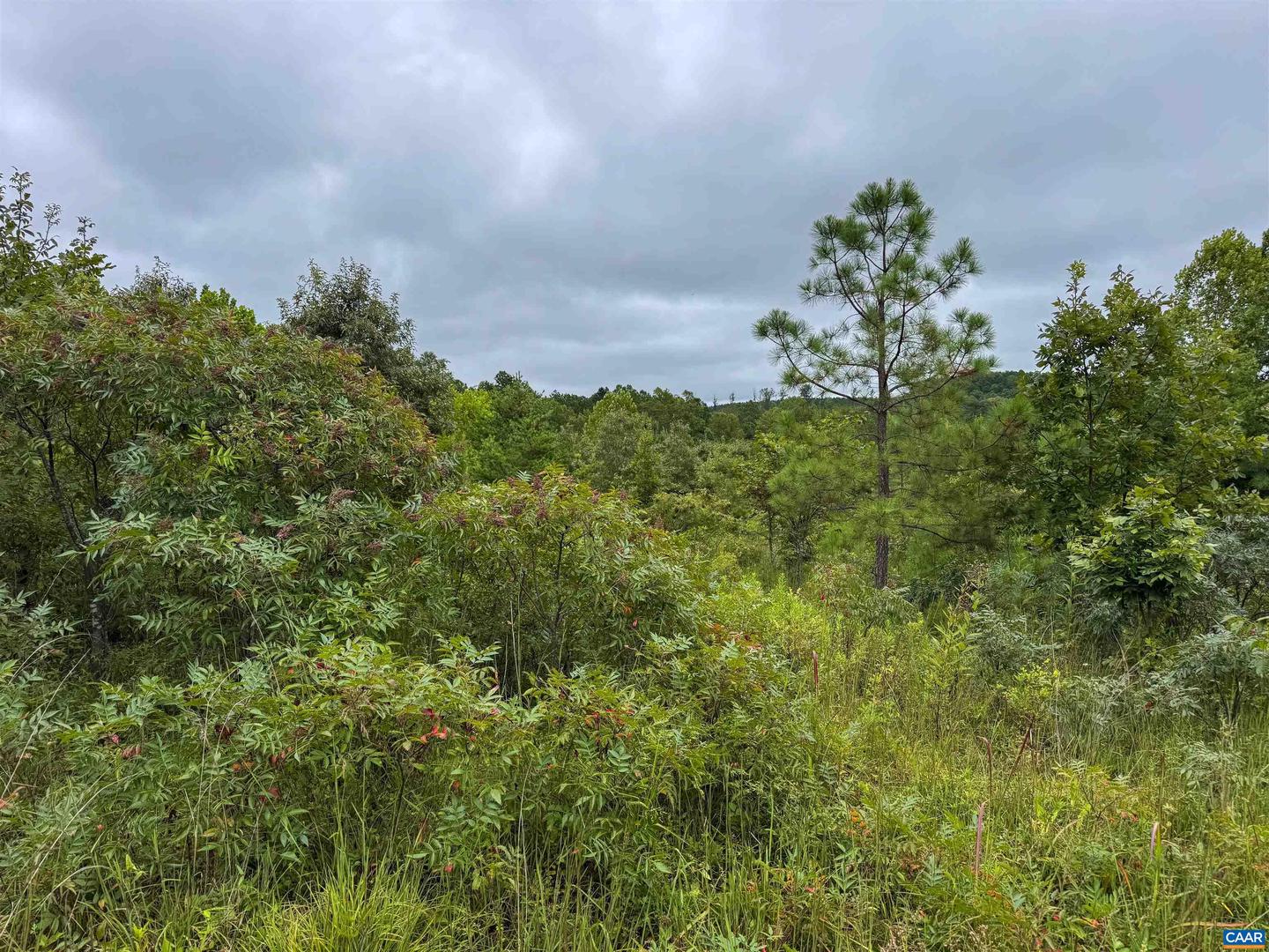 TBA OLD GREEN MOUNTAIN RD #00500, ESMONT, Virginia 22937, ,Farm,For sale,TBA OLD GREEN MOUNTAIN RD #00500,668925 MLS # 668925